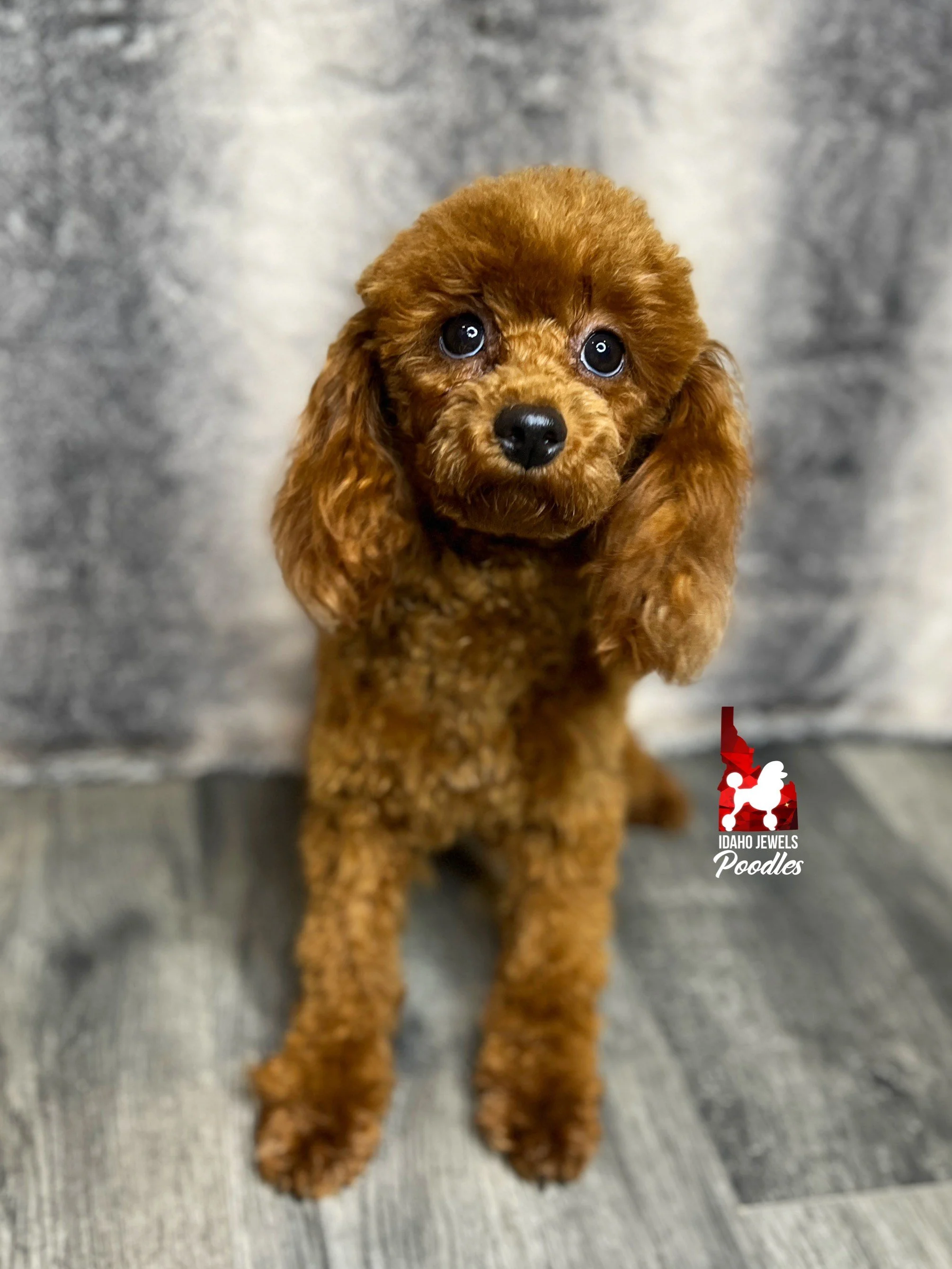 Idaho Jewels Poodles — Meet Zelda